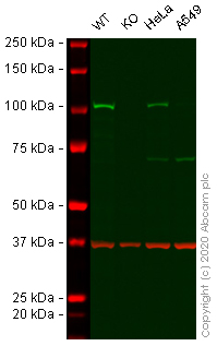 Western blot - Human HK2 (Hexokinase II) knockout HEK-293 cell lysate (AB281353), expandable thumbnail