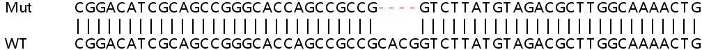 Sanger Sequencing - Human HK2 (Hexokinase II) knockout HEK-293T cell line (AB267314), expandable thumbnail
