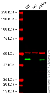 Western blot - Human HLA-A knockout A-431 cell line (AB261894), expandable thumbnail
