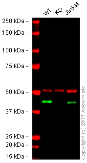 Western blot - Human HLA-A knockout A-431 cell lysate (AB261703)