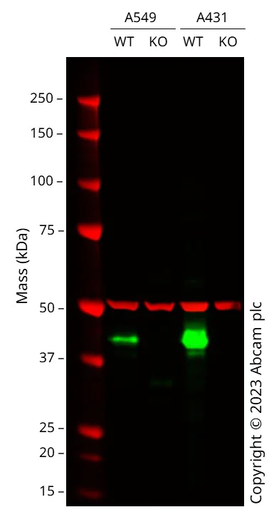 Western blot - Human HLA-A knockout A549 cell line (AB287473)