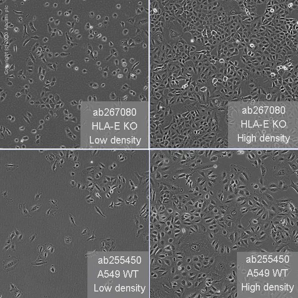 Cell Culture - Human HLA-E (HLA E) knockout A549 cell line (AB267080)