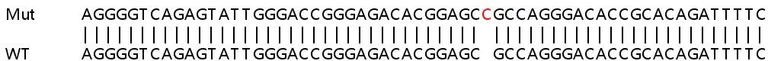 Sanger Sequencing - Human HLA-E (HLA E) knockout A549 cell line (AB267080)