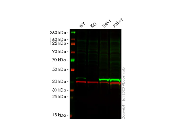 Western blot - Human HLA-E (HLA E) knockout A549 cell line (AB267080)