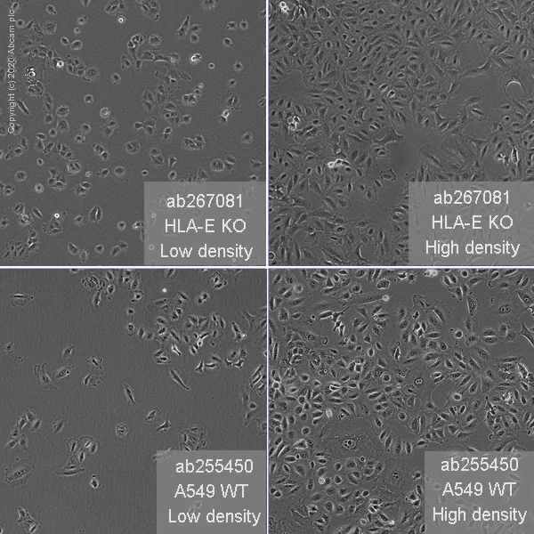 Cell Culture - Human HLA-E (HLA E) knockout A549 cell line (AB267081)