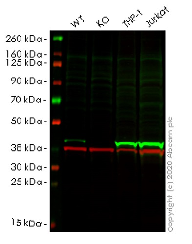 Human HLA-E (HLA E) knockout A549 cell lysate