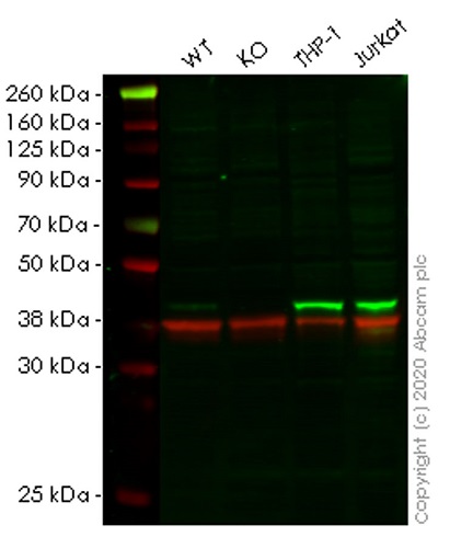 Human HLA-E (HLA E) knockout A549 cell lysate