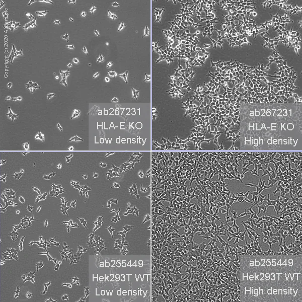 Cell Culture - Human HLA-E (HLA E) knockout HEK-293T cell line (AB267231)