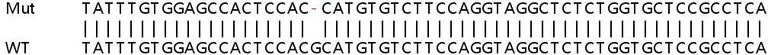 Sanger Sequencing - Human HLA-E (HLA E) knockout HEK-293T cell line (AB267231)
