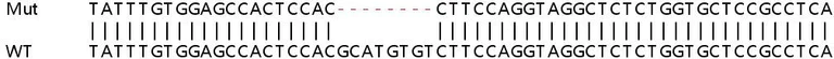 Sanger Sequencing - Human HLA-E (HLA E) knockout HEK-293T cell line (AB267231)