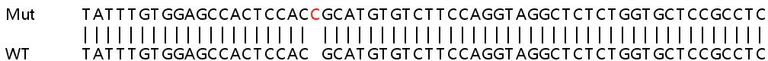 Sanger Sequencing - Human HLA-E (HLA E) knockout HEK-293T cell line (AB267231)