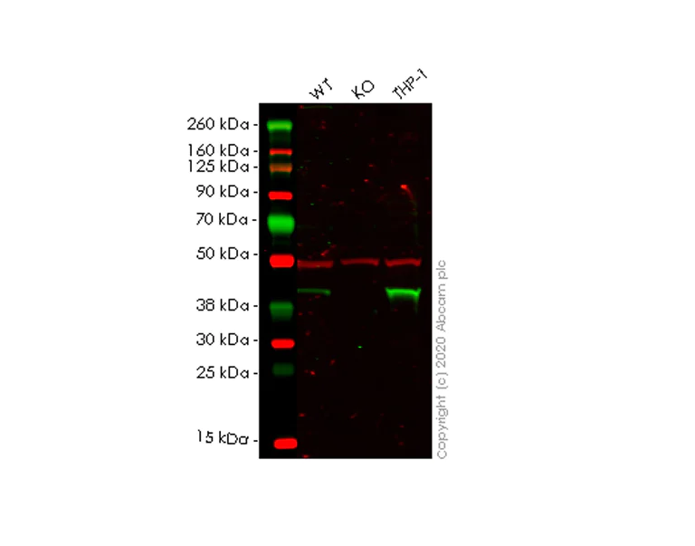 Western blot - Human HLA-E (HLA E) knockout HEK-293T cell line (AB267231)