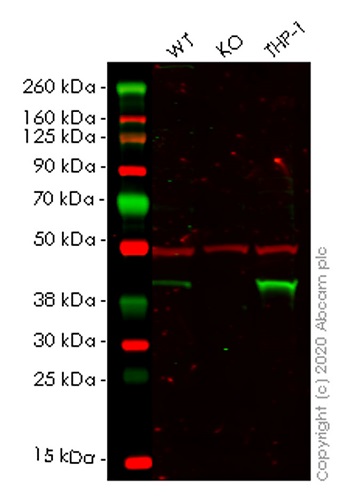 Human HLA-E (HLA E) knockout HEK-293T cell lysate