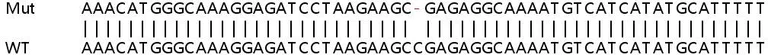 Sanger Sequencing - Human HMGB1 knockout HeLa cell line (AB255395)