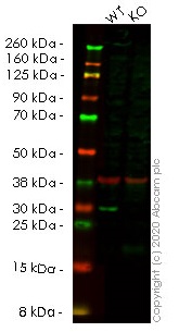 Western blot - Human HMGB2 knockout HEK-293T cell lysate (AB257156), expandable thumbnail