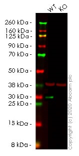 Western blot - Human HMGB2 knockout HEK-293T cell lysate (AB257156), expandable thumbnail