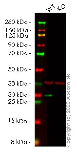 Western blot - Human HMGB2 knockout HEK-293T cell lysate (AB257156)