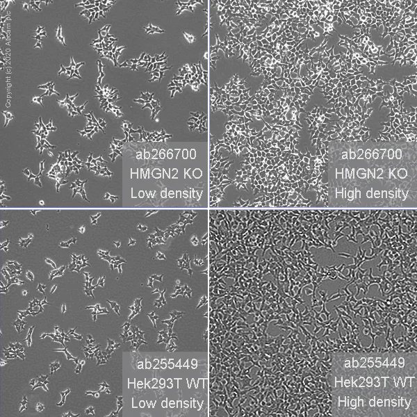 Cell Culture - Human HMGN2 knockout HEK-293T cell line (AB266700)