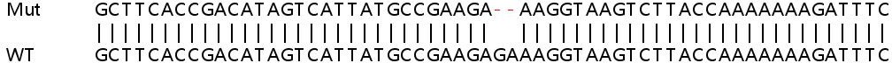 Sanger Sequencing - Human HMGN3 knockout HEK-293T cell line (AB266390)