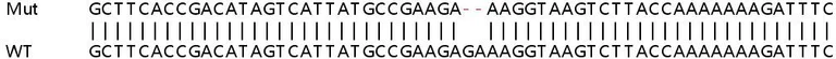 Sanger Sequencing - Human HMGN3 knockout HEK-293T cell lysate (AB258904)