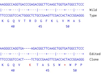 Next Generation Sequencing - Human HMOX1 (Heme Oxygenase 1) knockout A549 cell line (AB269503), expandable thumbnail
