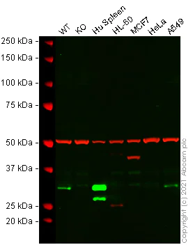 Western blot - Human HMOX1 (Heme Oxygenase 1) knockout A549 cell line (AB269503)