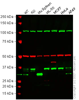 Western blot - Human HMOX1 (Heme Oxygenase 1) knockout A549 cell line (AB269503)