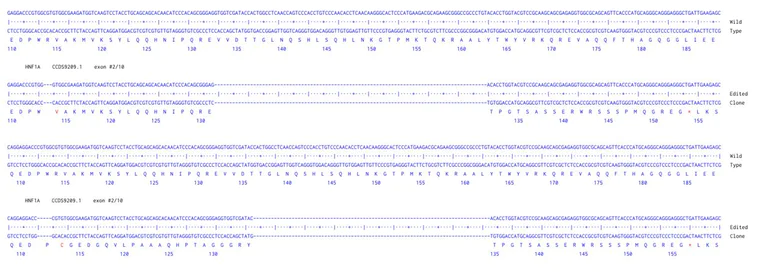 Next Generation Sequencing - Human HNF1A knockout A549 cell line (AB286713)