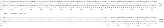 Human HNF1A knockout HCT116 cell line