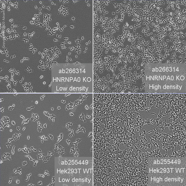Cell Culture - Human HNRNPA0 knockout HEK-293T cell line (AB266314)