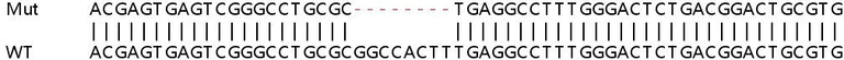 Sanger Sequencing - Human HNRNPA0 knockout HEK-293T cell lysate (AB257989)