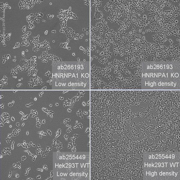 Cell Culture - Human HNRNPA1 knockout HEK-293T cell line (AB266193), expandable thumbnail