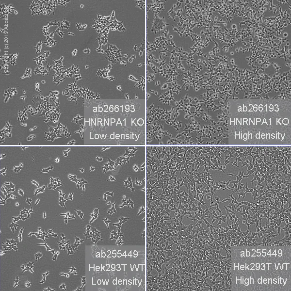 Cell Culture - Human HNRNPA1 knockout HEK-293T cell line (AB266193)