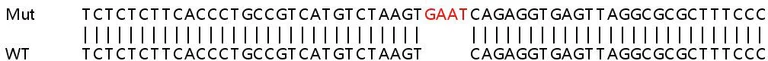 Sanger Sequencing - Human HNRNPA1 knockout HEK-293T cell line (AB266193)