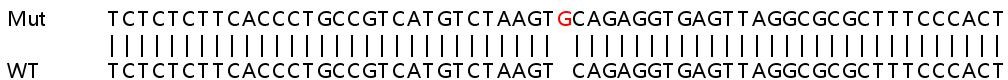 Sanger Sequencing - Human HNRNPA1 knockout HEK-293T cell line (AB266193), expandable thumbnail