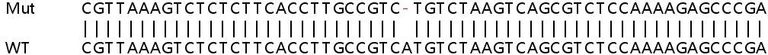 Sanger Sequencing - Human HNRNPA1L2 (Heterogeneous Nuclear Ribonucleoprotein A1-like) knockout HEK-293T cell line (AB266657)