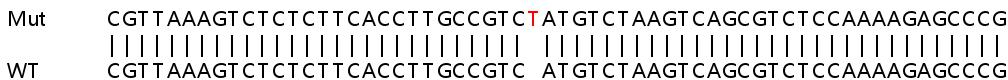 Sanger Sequencing - Human HNRNPA1L2 (Heterogeneous Nuclear Ribonucleoprotein A1-like) knockout HEK-293T cell lysate (AB257990)