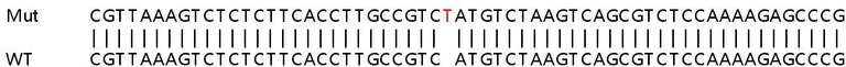 Sanger Sequencing - Human HNRNPA1L2 (Heterogeneous Nuclear Ribonucleoprotein A1-like) knockout HEK-293T cell lysate (AB257990)