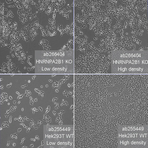 Cell Culture - Human HNRNPA2B1 knockout HEK-293T cell line (AB266404)