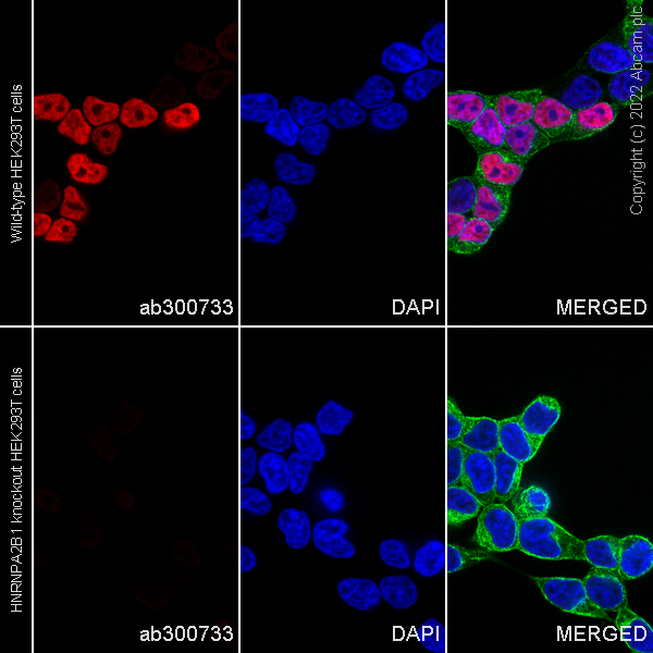 Immunocytochemistry/ Immunofluorescence - Human HNRNPA2B1 knockout HEK-293T cell line (AB266404)