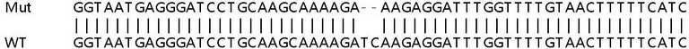 Sanger Sequencing - Human HNRNPA2B1 knockout HEK-293T cell line (AB266404)