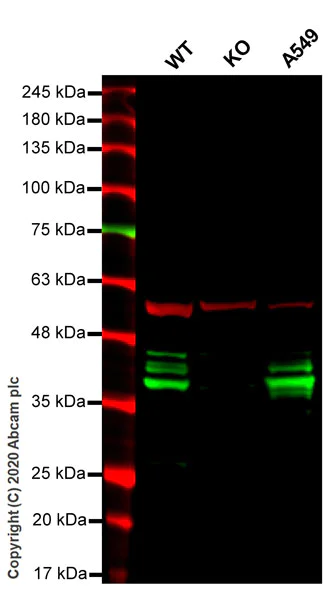 Western blot - Human HNRNPA2B1 knockout HEK-293T cell line (AB266404)