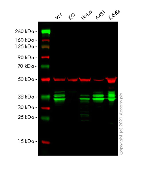 Western blot - Human HNRNPA2B1 knockout HEK-293T cell lysate (AB257224)