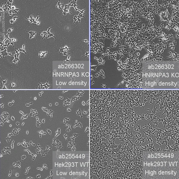 Cell Culture - Human HNRNPA3 knockout HEK-293T cell line (AB266302)