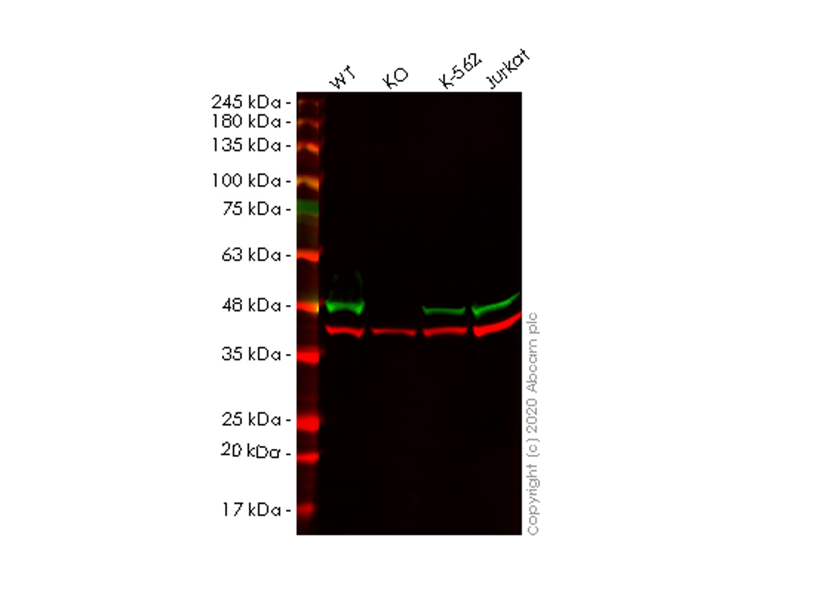 Western blot - Human HNRNPAB knockout HEK-293T cell lysate (AB257467)