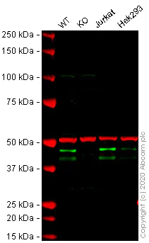 Western blot - Human HNRNPD knockout U-2 OS cell lysate (AB273814)