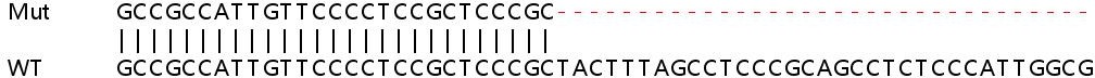 Human HNRNPDL knockout HeLa cell lysate