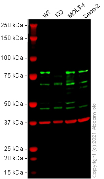 Western blot - Human HNRNPR knockout HEK-293T cell lysate (AB257992)