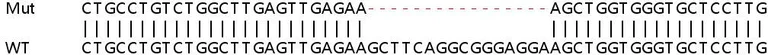 Sanger Sequencing - Human HNRNPUL1 (E1B-AP5) knockout HEK-293T cell lysate (AB257993)