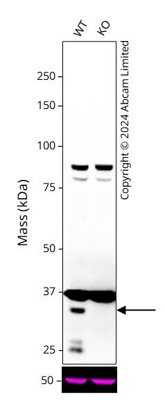 Western blot - Human HOXA9 knockout HCT116 cell line (AB287488)